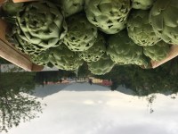 IMG_0494 25